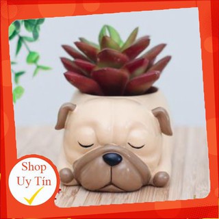 chậu chó pug🔥 |FREESHIP 🌺 SIÊU XINH | LỖI 1 ĐỔI 1