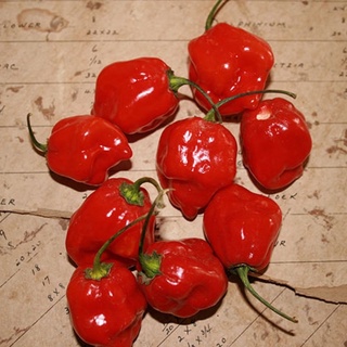 Hạt giống ớt habanero đỏ nhập khẩu mỹ - 20 hạt - nảy mâm >95%