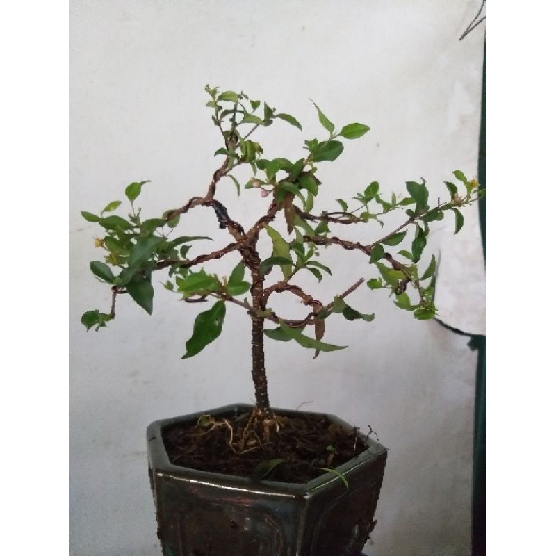 Hồng Ngọc Mai bonsai mini để bàn đang có hoa