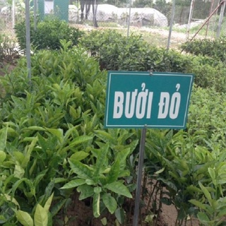 Cây giống Bưởi Đỏ Luận Văn [ Giống ghép Chuẩn cho trái siêu sớm, quả to ].