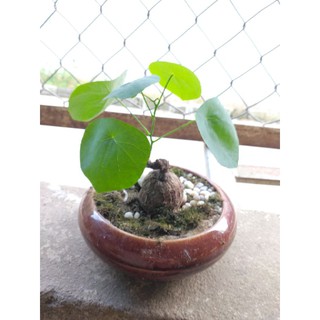 củ bình vôi 💥💥#30k🌺🌺🌺