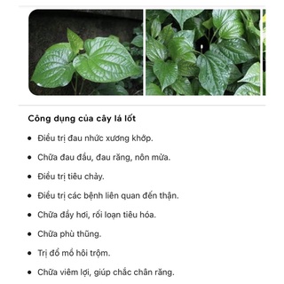 cây lá lốt (10 cây)