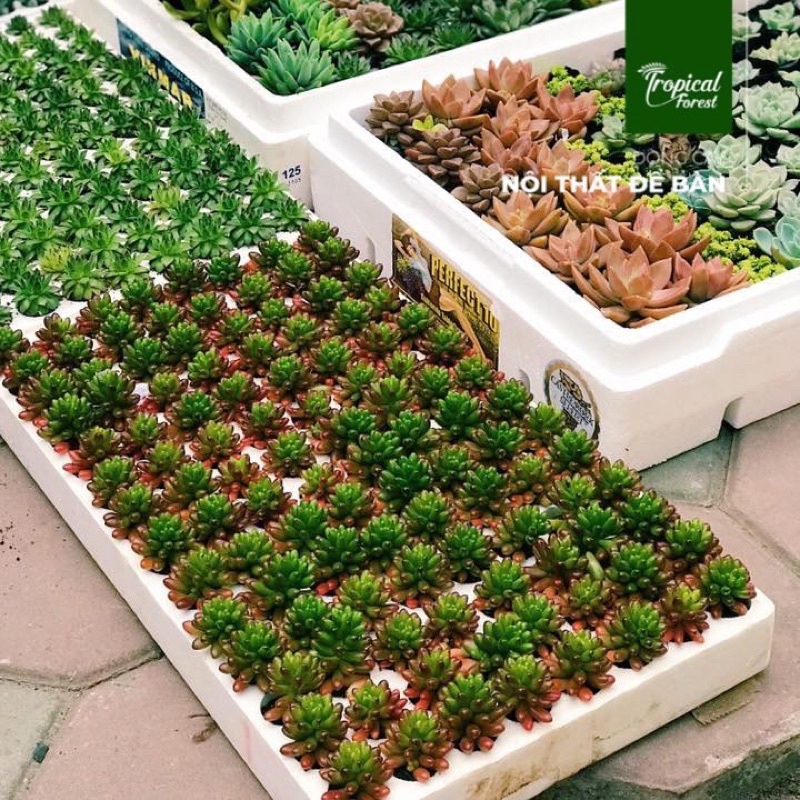 Combo sen đá vỉ TROPICAL FOREST