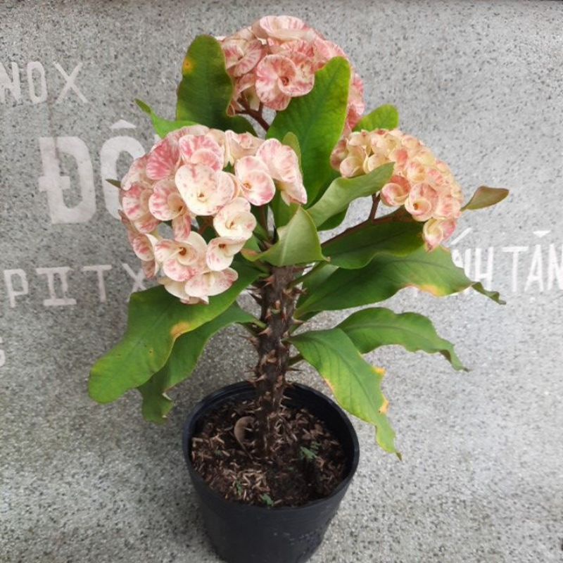 Xương rồng bát tiên vân sa cây nhỏ 20-25cm