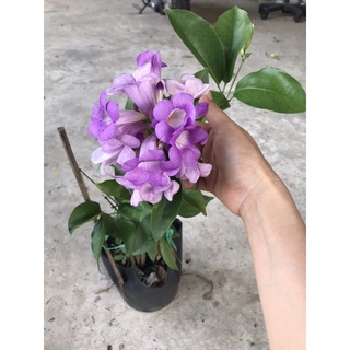 Caykiengsadec Lan tỏi + tặng phân bón