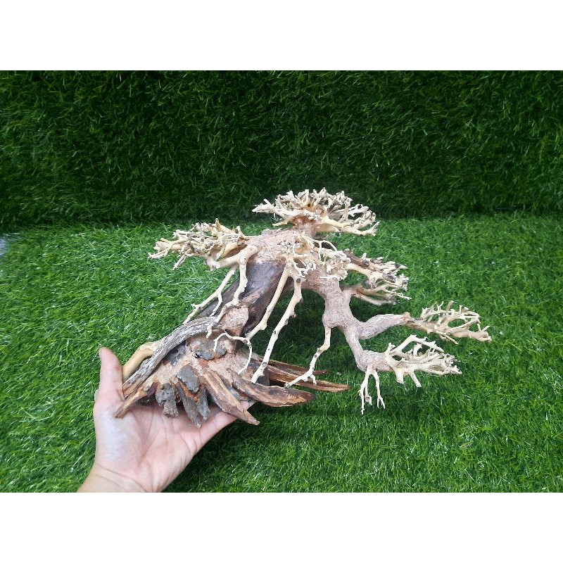 Lũa Bonsai cấy rêu