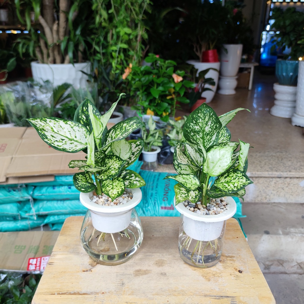 Cây ngọc ngân thủy sinh kèm chậu thủy tinh cao cấp cao 25-30cm cây nội thất phong thủy