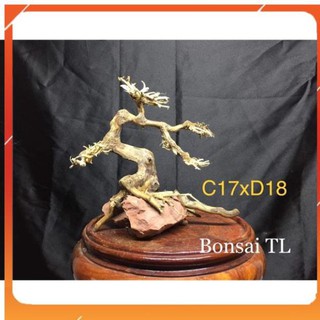 Bonsai bể cá thuỷ sinh C17xD18