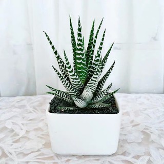 CHẬU SỨ KÈM SEN ĐÁ MÓNG RỒNG LỚN (TẶNG SỎI) / SEN ĐÁ SIÊU XINH, ĐÃ THUẦN KHÍ HẬU