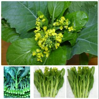 Cải làn hoa vàng