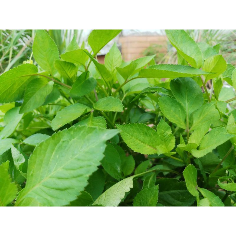 Cây giống rau xuyến chi