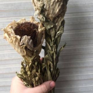 Combo 2 bông thiên liên tuyết sơn