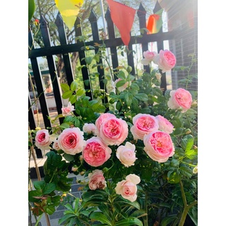 Combo 𝐜𝐡ă𝐦 𝐬ó𝐜 𝐡𝐨𝐚 đầ𝐲 đủ 6sp: 𝐩𝐡ò𝐧𝐠 𝐭𝐫ị 𝐛ệ𝐧𝐡 𝐯à 𝐝𝐢𝐧𝐡 𝐝ưỡ𝐧𝐠 𝐜𝐡𝐨 𝐡𝐨𝐚, 𝐜â𝐲 𝐜ả𝐧𝐡 từ A-Z