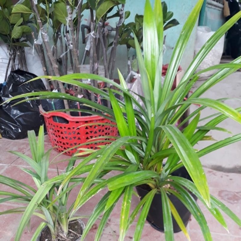 Cây lá nếp lá dứa thơm mùi cơm nếp