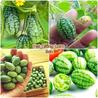 HẠT GIỐNG DƯA HẤU MEXICO - Siêu Giòn, Dễ Trồng Quanh Năm.