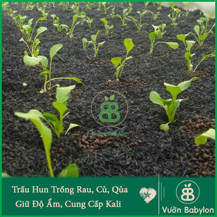 Trấu Hun Hạt To Giá Thể Tốt Cho Mọi Cây Trồng