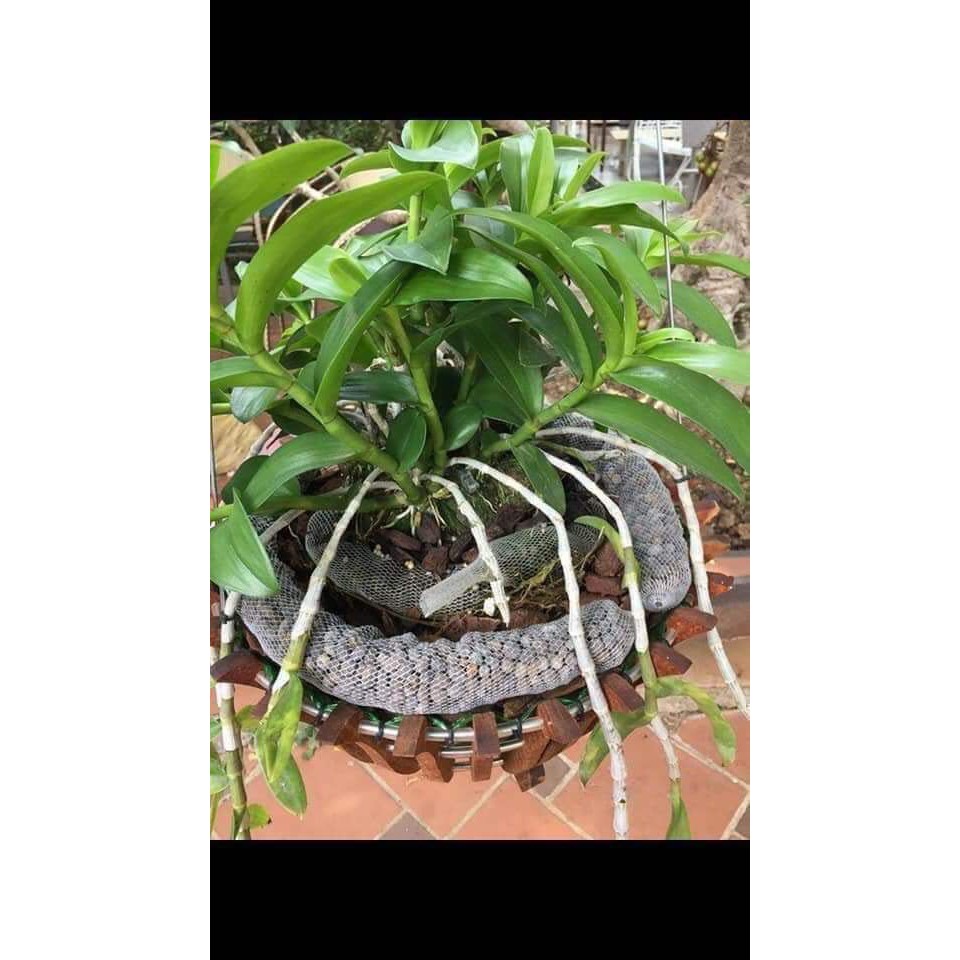 PHÂN DÊ BÓN LAN COMBO 10T/40CM 80K