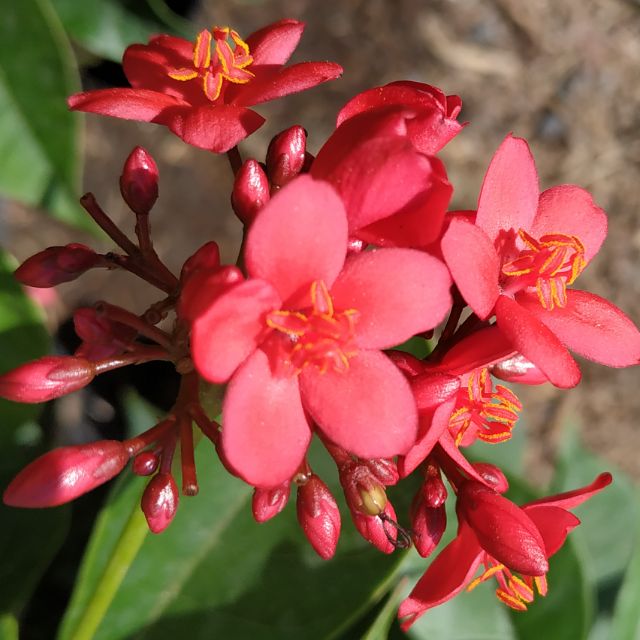 [Cây giống hoa] Hồng Mai - CayGiongTot - Vựa Kiểng Sa Đéc - VuasKiengSaDec