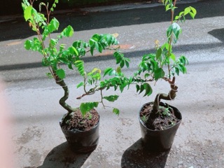 Cây Khế Bonsai