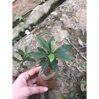 combo 10 cây giống mai tứ quý