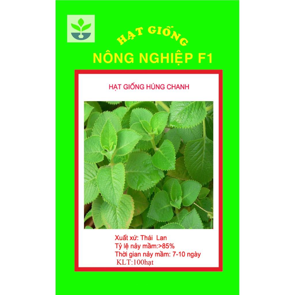 Gói 100 hạt giống húng chanh