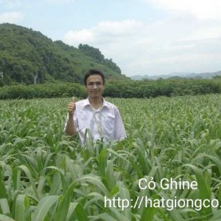 Hạt giống cỏ Sả lá lớn 500g