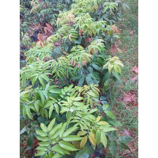 Cây giống vải 10 cây