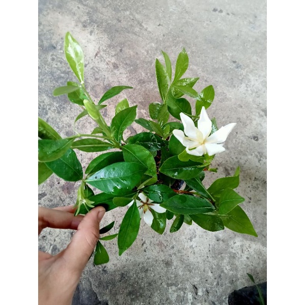 CÂY DÀNH DÀNH (SHOP CHUYÊN CUN CẤP SỈ TẤT CẢ CÁC LOẠI CÂY GIỐNG GIÁ SIU RẺ.