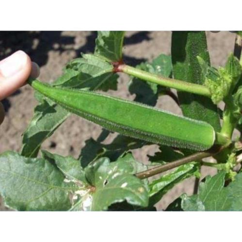 Hạt Giống Đậu Bắp Cà Bắp Lai Ấn Độ - Gói 20 Gram
