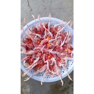 CHIM CÚT ƯỚP LÁ MẮC MẬT.khay 10con. (giao hỏa tốc)