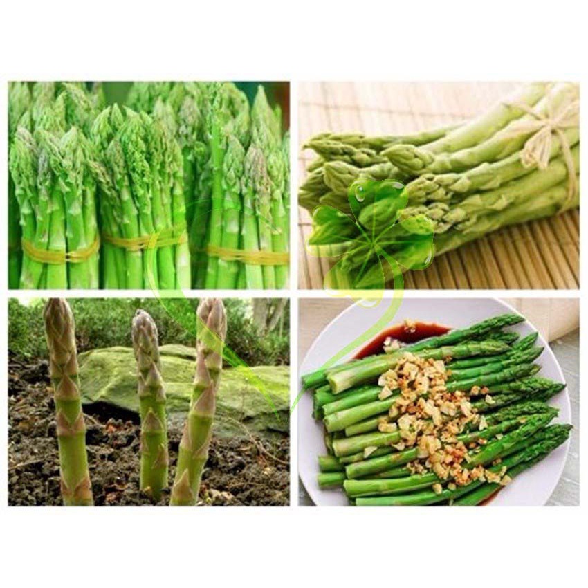 Hạt giống măng Tây xanh - gói 10 hạt