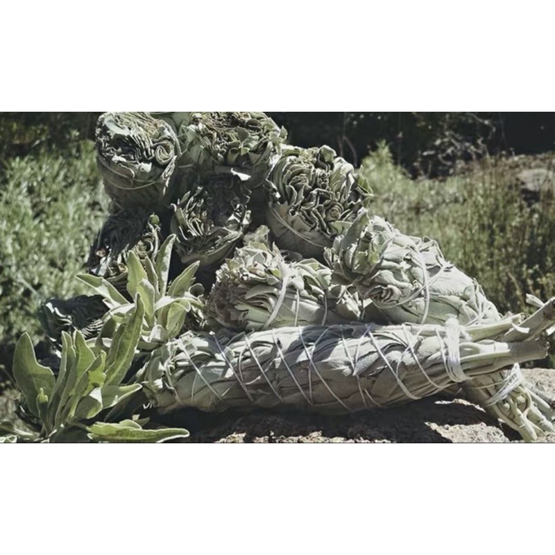 Xô thơm White Sage (Sái Tịnh Hương) California 100g