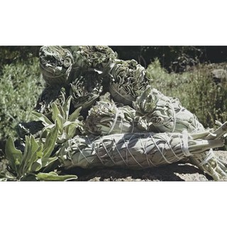Xô thơm White Sage California 100g