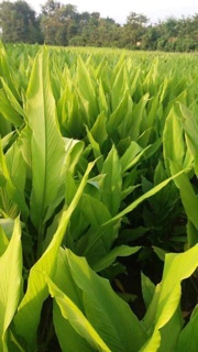 TINH BỘT NGHỆ NGUYÊN CHẤT 1kg
