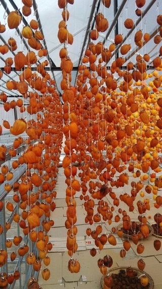 Hồng treo Đà Lạt