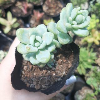 Sen Đá Sỏi Thiên Thanh 4-6cm siêu đẹp - 1 đổi 1.