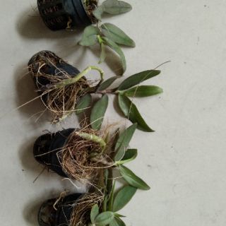 Phi điệp Châu Như gieo hạt