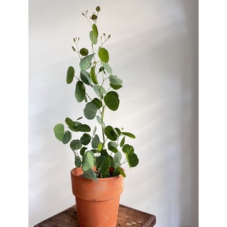 Cây Khuynh Diệp Lá Táo (ARGYLE APPLE, SILVER DOLLAR TREE)