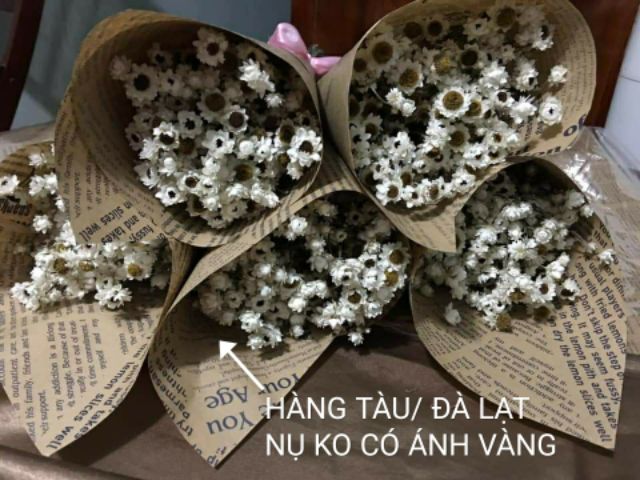 Decor trang trí nhà cửa ❤️FREESHIP❤️ Hoa khô Cúc Ammobium trang trí phòng ngủ, đám cưới Bắc Âu retro vintage