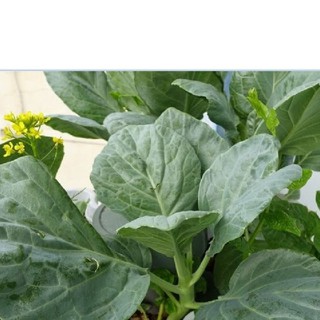 Hạt giống rau cải rổ - (  rau cải Làn  )  - 1 gói 5gram - STHG2