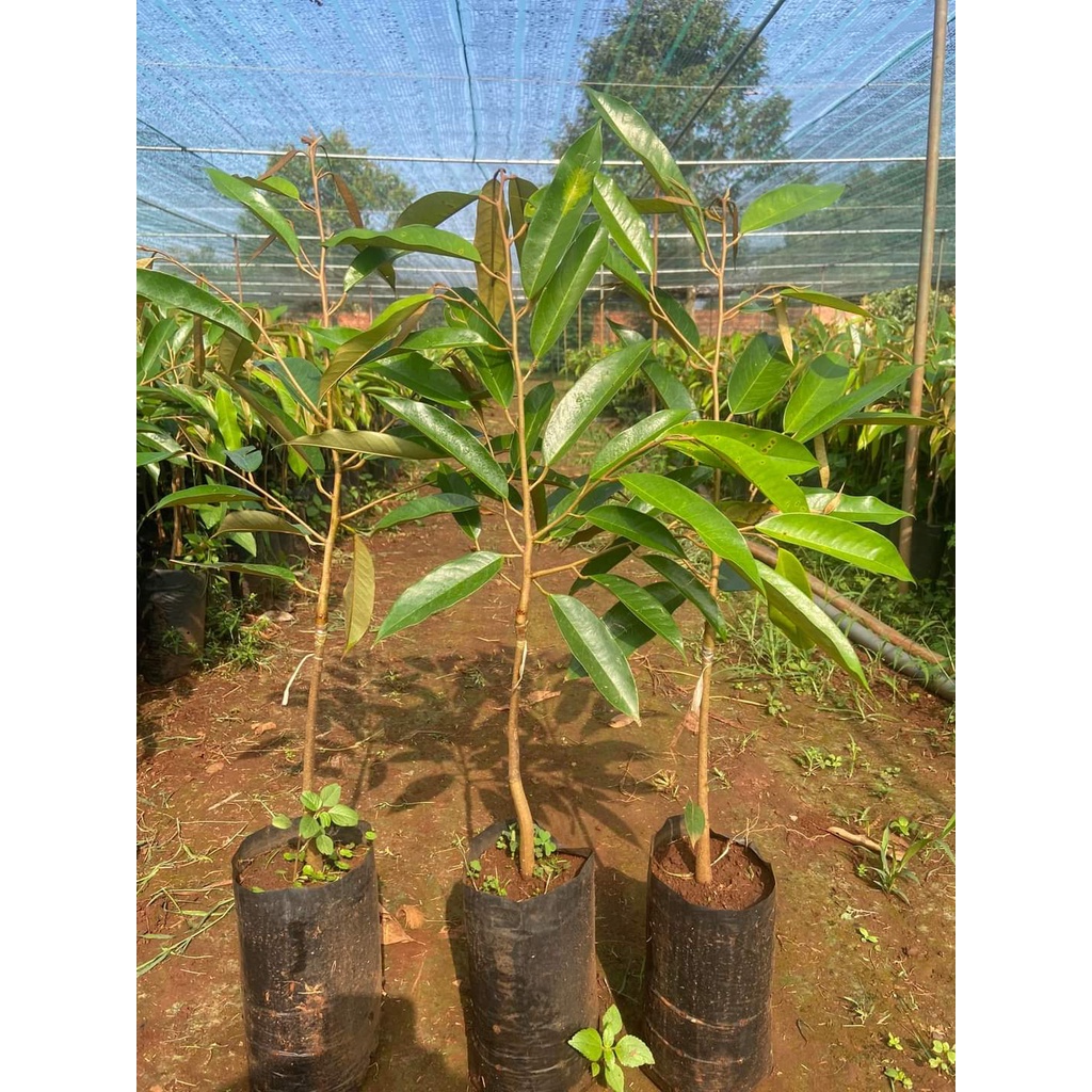 Cây Giống Sầu Riêng musangking