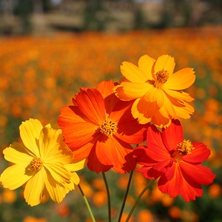 Hạt giống hoa sao nhái vàng cam 1000 hạt (cánh bướm cosmos)