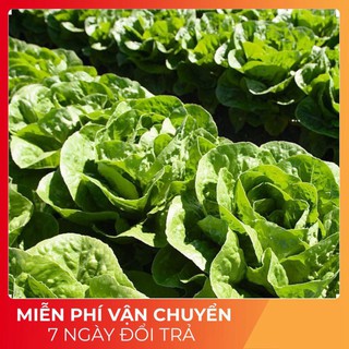 Hạt Giống Xà Lách Búp (Xà Lách Đăm) 5gr