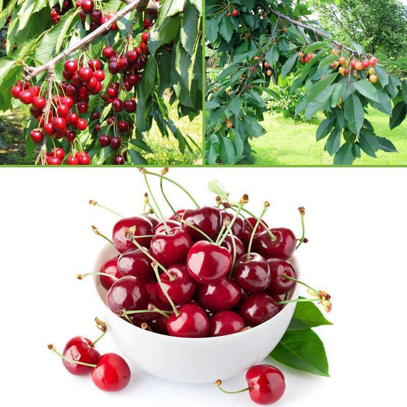 10 hạt giống quả cherry đỏ sai quả