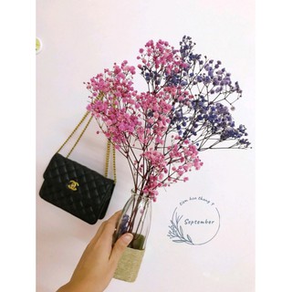 ♥️FREESHIP♥️Gypsophila🌸Hoa Baby Khô🌸 Trang trí nhà cửa, events siêu xinh