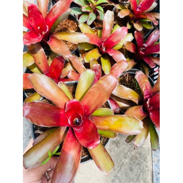 Dứa tiểu phụng mini set bình terrarium, gắn lũa, đá hồ bán cạn ( 1 cây )