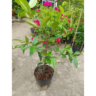 Cherry brazil