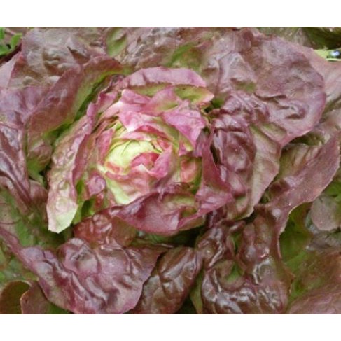 2000 Hạt Giống Xà Lách Nếp Tím Giòn Ngon, Năng Suất