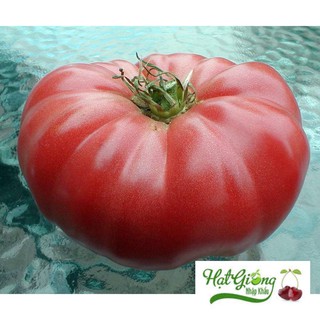 200 Hạt giống cà chua khổng lồ LINH NGOC