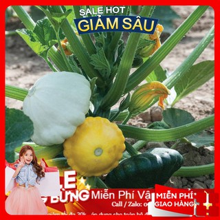 Hạt giống bí đĩa bay - 10 hạt / gói